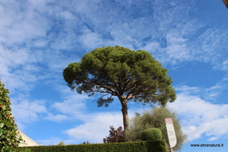 Pino Riggio Carcaci